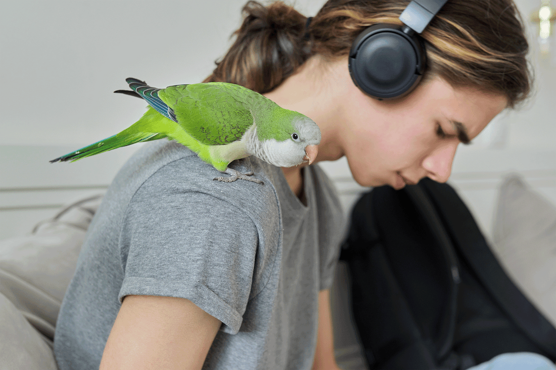 Smart Strategies for Running a Business While Welcoming a Pet Bird Home
