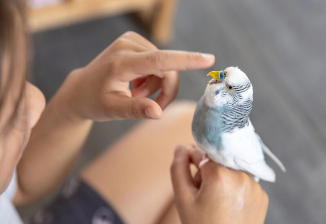 Why There's Never Been a Better Time to Bet on Pets