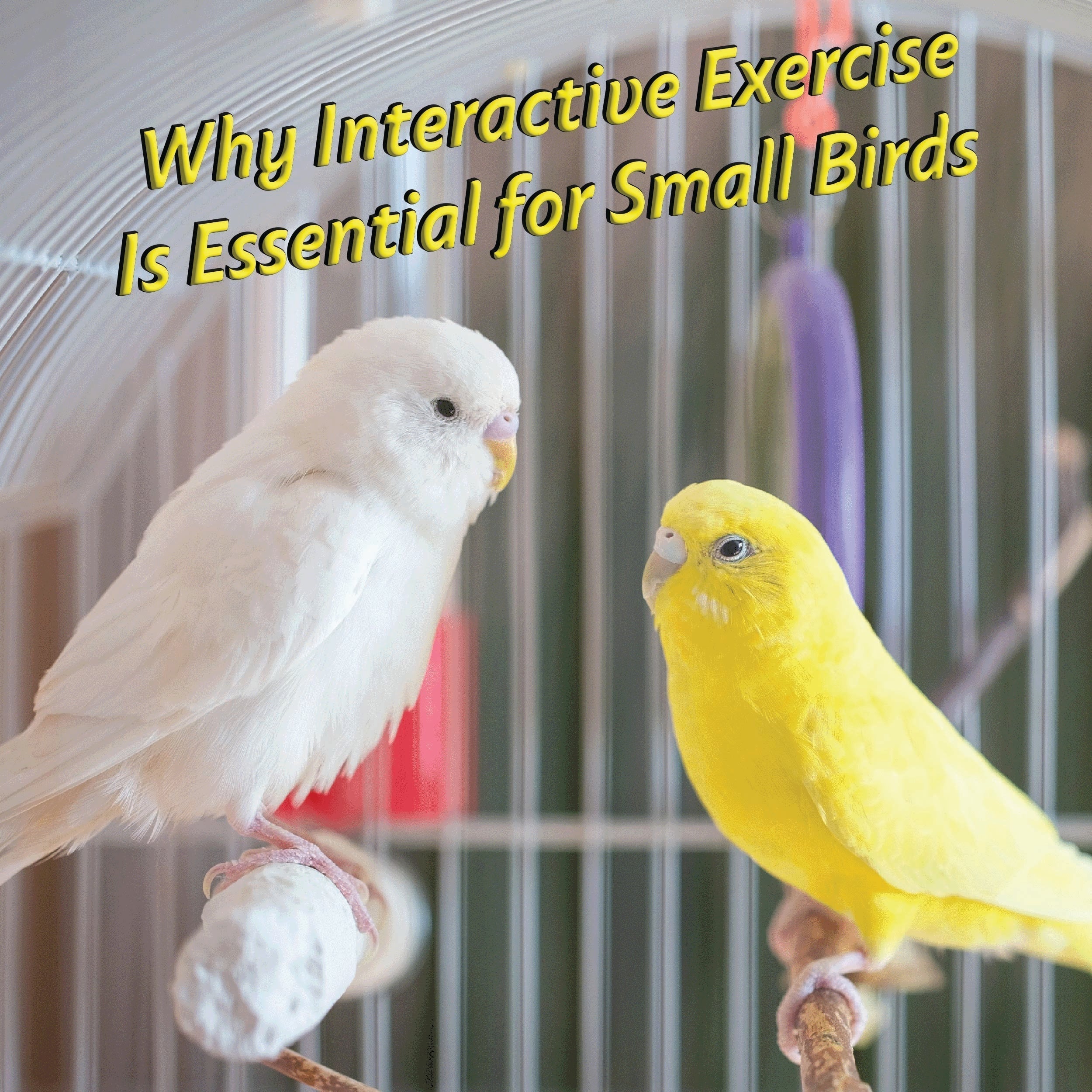 Why Interactive Exercise Is Essential for Small Birds – Impeckable Bird ...