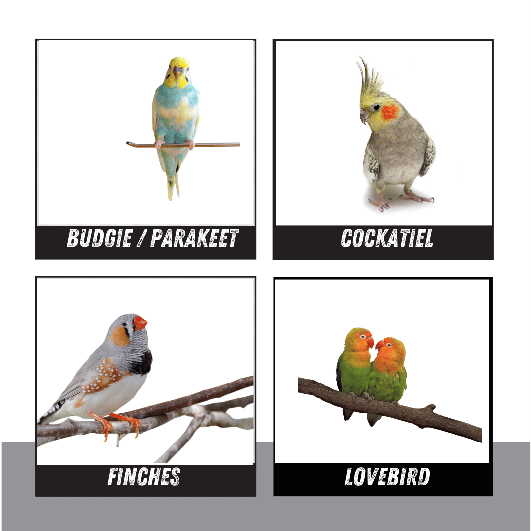 2197 Bird-Fetti Piñata